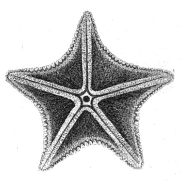 Características de las estrellas de mar – Botanical-online