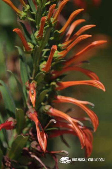 tupa. Tabaco del diablo - Lobelia excelsa