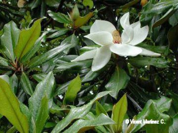 Características de la magnolia – Botanical-online