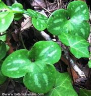 hepatica nobilis