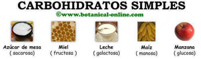 Clases De Hidratos De Carbono Botanical Online 2441