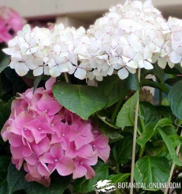 Cultivo y cuidados de las hortensias – Botanical-online
