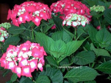 Cultivo y cuidados de las hortensias – Botanical-online