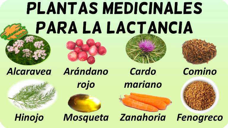 lactancia remedios naturales con plantas galactogogas o galactogenas