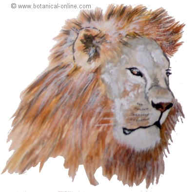 Alimentación del león – Botanical-online