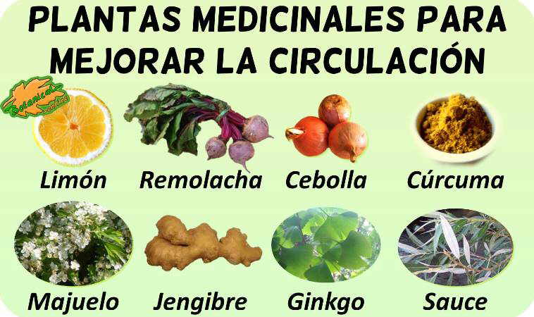 Remedios para la mala circulación – Botanical-online
