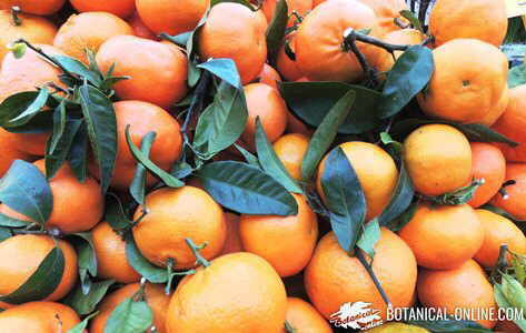 Quiénes no deben comer mandarinas y cuáles son sus beneficios