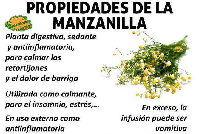 Manzanilla: beneficios, indicaciones y precauciones
