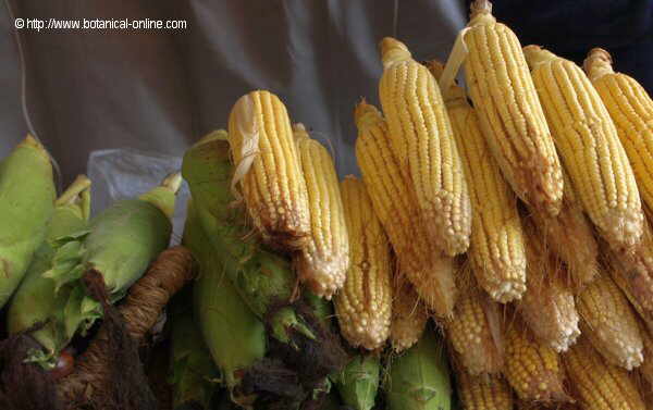 Propiedades del maíz – Botanical-online