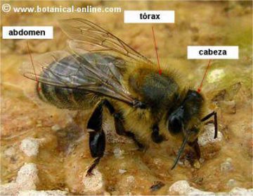 abeja