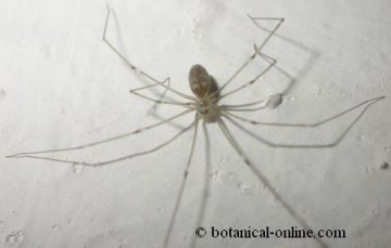 Arañas caseras – Botanical-online