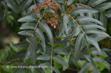 Hojas y frutos de almácigo (Pistacia atlantica) 