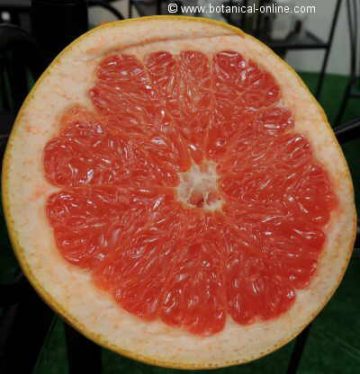 pomelo