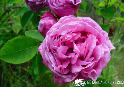 Clases de rosas – Botanical-online