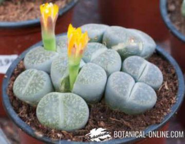 Emperador opción Ganar control Abono y suelo para cactus y suculentas – Botanical-online