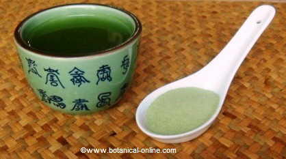 Té matcha: propiedades, beneficios y usos en cocina del té verde japonés  que tiene tanta cafeína como el café