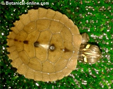 Especies de tortugas de agua dulce – Botanical-online