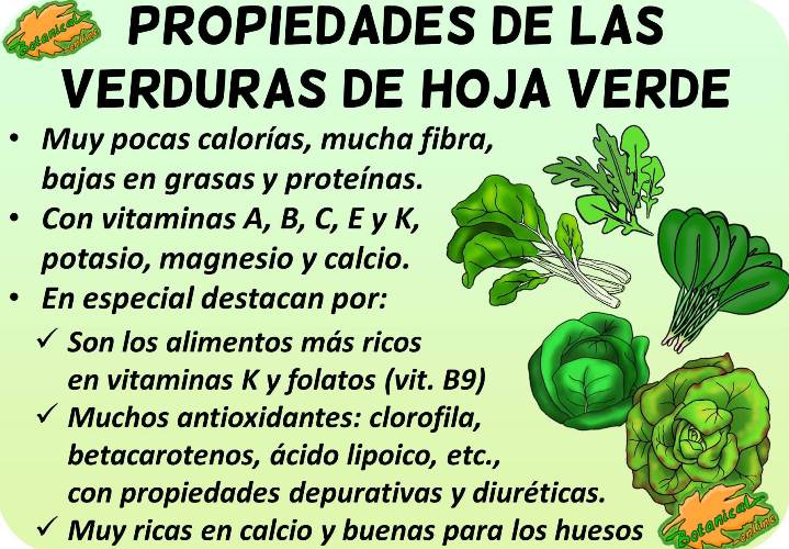 Lista De Verduras De Hoja Verde Y Sus Beneficios Botanical Online