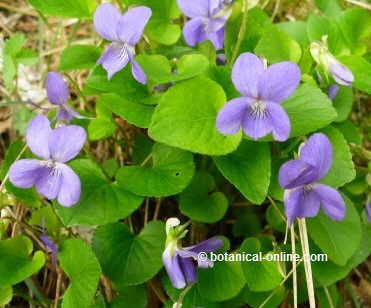 Contraindicaciones de la violeta – Botanical-online