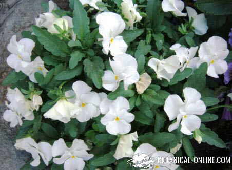 Cultivo de Viola x wittrockiana – Botanical-online