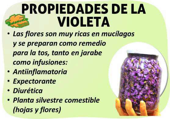 Propiedades medicinales de la violeta, viola odorata tricolor
