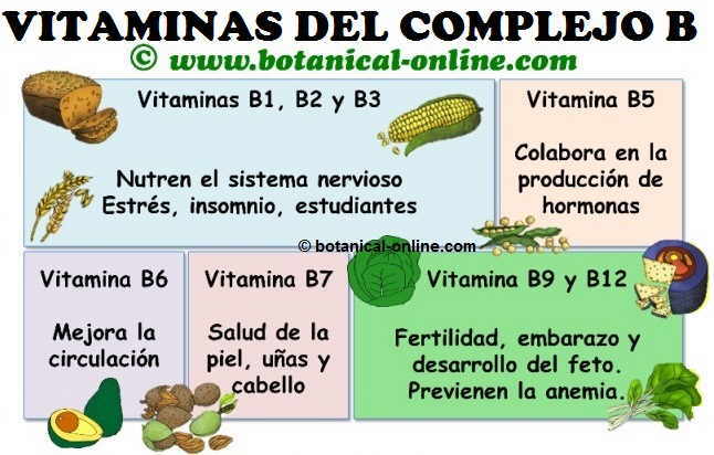 Propiedades De Las Vitaminas Del Grupo B Botanical Online